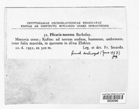 Paragalactinia succosa image